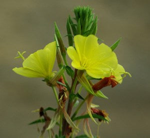 Evening Primrose (Oenothera biennis) Seed Packet, Organic