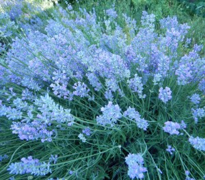 Lavender, Munstead (Lavandula angustifolia var. munstead) Seed Packet, Organic